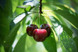 Cherry Berries. Red ripe berries on a branch. Ripe sweet cherries under the leaves.