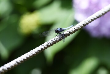 Sticker - Male Blue-tailed forest hawk (Orthetrum triangulare melania)