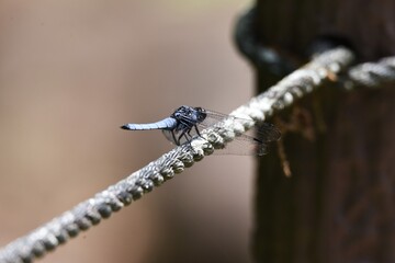 Wall Mural - Male Blue-tailed forest hawk (Orthetrum triangulare melania)