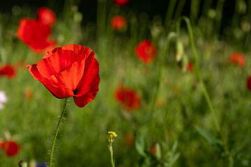 Wall Mural - Red poppy amongst poppy seed heads and other wild flowers, photographed in Gunnersbury, west London, UK