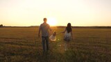 Fototapeta  - little daughter plays and jumps into field holding hands of mom and dad. healthy Happy family with child walks in park at sunset. baby and parent walk in sun. concept of happy family and childhood
