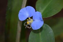 Close Up Commelina Erecta Flower