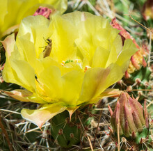 Close-up Of Beautiful Yellow Cactus Bloom.