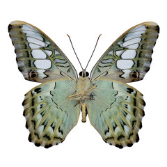 Wall Mural - Clipper Butterfly