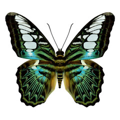 Wall Mural - Clipper Butterfly