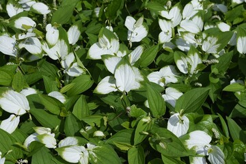 Poster - The Chinese lizard's tail (Saururus chinensis) is a It is a Saururaceae deciduous plant that grows in clusters with subterranean stems in wetlands. The white parts of the leaves turn green after flowe