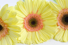 Yellow Gerber Daisies On A White Background