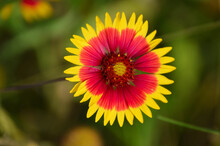 Indian Blanket Flower (gaillardia Pulchella)