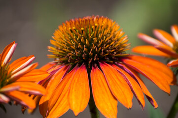 orange echinacea