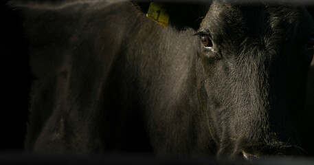 close up of black cow on cattle ranch
