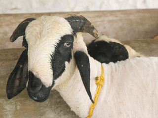 Indian countryside male sheep ram. Close up