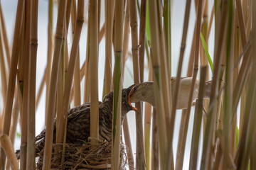 Wall Mural - The great reed warbler (Acrocephalus arundinaceus) is feeding the young of the common cuckoo (Cuculus canorus) in the nest in reeds.