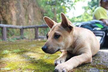 brown puppy playing on moss floor with bag and person beside