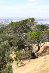 Wall Mural - Arbre sur la colline Maungakiekie, parc Cornwall à Auckland, Nouvelle Zélande	