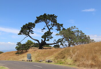 Poster - Arbre sur la colline Maungakiekie, parc Cornwall à Auckland, Nouvelle Zélande	