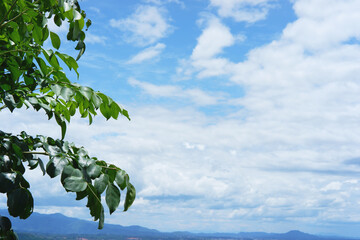 The green tree leaves from the roadside trees in the countryside in the morning sky.