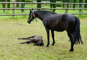 Mare with foal on green meadow