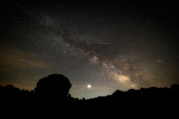 Wall Mural - Milky way over a pine forest. Granadilla. Spain.