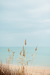 Beach grass on the sand in pastel colors