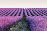 Fototapeta Lawenda - lavender field in provence