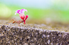 Leaf-cutter Ant Carrying A Flower Macro, Acromyrmex Octospinosus, Basse-Terre, Guadeloupe