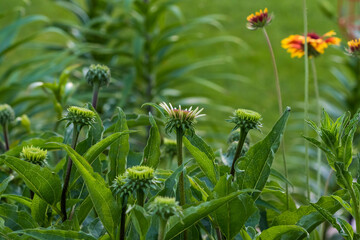 Wall Mural - the beginnings of several coneflower blossoms in growing in the lily garden