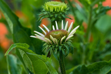 Wall Mural - a close up of a coneflower blossom in growing in the lily garden