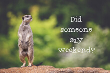 Meerkat Asking If It's The Weekend Yet