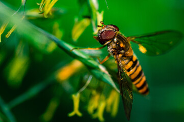 Wall Mural - Just landed

A common hoverfly shortly after landing on a blade of grass with a blurred background.