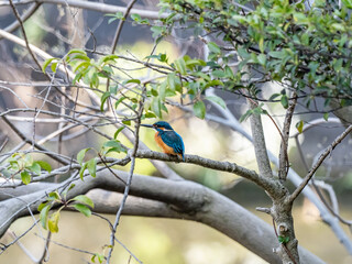 Wall Mural - colorful common kingfisher perched by a pond 25