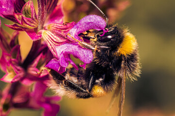 Poster - Bumblebee in profile