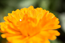Bright Orange Daisy Closeup With Morning Dew