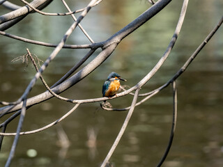 Wall Mural - Mating colorful common kingfishers by a pond 10