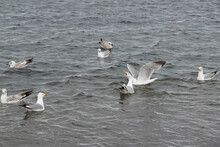 Seagulls Squawking On The Sea