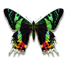 The Madagascan Sunset Moth Named Chrysiridia Rhipheus With Impressive Iridescent Coloured Wings In Green Turquoise With Yellow Orange Spots Striped In Black From Madagascar