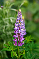 Wall Mural - Purple Blue lupin flowers blooming in summer cottage garden