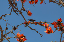 Zoom In Shot Of A Purple Sunbird In The Branches Of A Cotton Silk Tree With Beautiful Flowers Around.