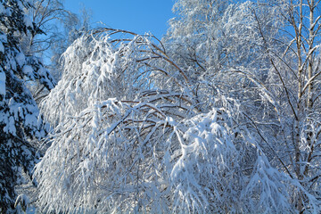 a lot of snow on the branches of trees