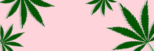 Cannabis Leaves, Marijuana Plants Concept Long Horizontal Banner Design On Pink Background
