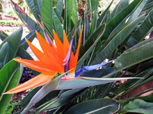 Lose Up Of Bird Of Paradise Plant In Natural Garden. Bird Of Paradise Tropical Flowers Background.