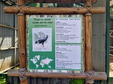 Info Of Lesser Spotted Eagle On Info Board In Zoo
