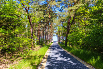 Wall Mural - Entrance from forest to beautiful beach near Kolobrzeg, Baltic Sea coast, Poland