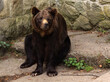 zoo niedźwiedź brunatny
