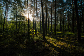 Światło w lesie po wschodzie