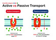 Scientific diagram show difference of active and passive transport for molecule movement in cell