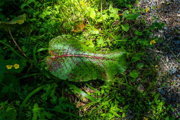 Wall Mural - feuille verte aux taches rouges 2