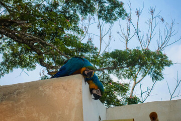 Close up of blue and yellow macaw on a white wall, wild parrots in Colombia