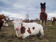 © slobodan - A cow and a horse on pasture stare at the camera during a cloudy day.