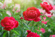 Peony flower blooming on a background of blurry flowers of peonies. Nature.