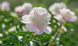 Peony flower blooming on a background of blurry flowers of peonies. Nature.
